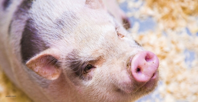 Will the African Swine Fever Pandemic Be Stopped?